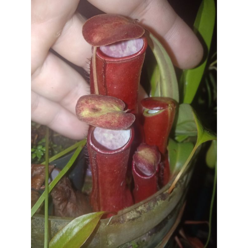 cây nắp ấm mira gra