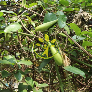 🌿 Bầu giống dây thìa canh lá nhỏ cao 15 - 20 cm giảm đường huyết hiệu quả - Tặng kèm cây giống bất kỳ