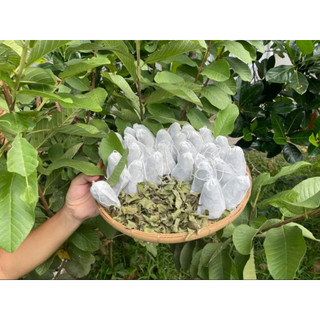 Combo 30 túi trà lá ổi phơi khô, trà túi lọc, trà nguyên chất, lá ổi tự nhiên