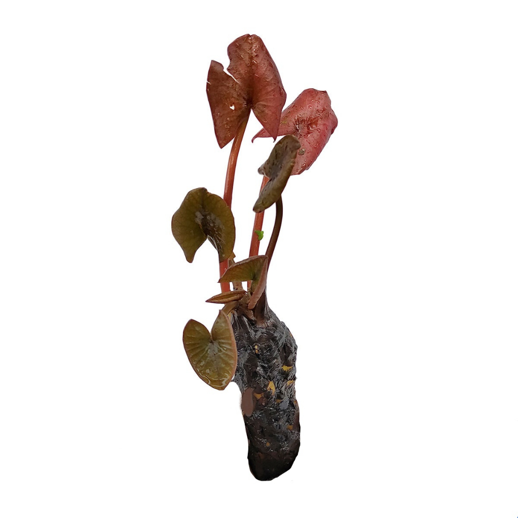 Cây Thủy Sinh Súng Thái Đỏ