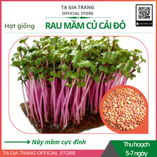 Hạt giống rau mầm củ cải đỏ - Gói 100g/ 50g/ 30g