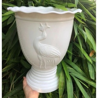 Chậu ly con cò siêu đẹp size lớn 22x29cm