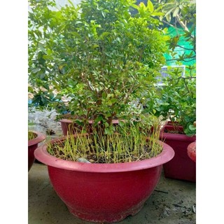 Chậu truyền thống 68cm. chậu nhựa trồng cây size lớn 68cm