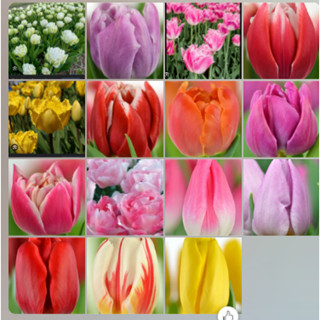 5 củ tulip kép 5 màu tặng 1 củ kép nở hoa tết