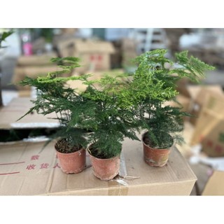 Cây thuỷ tùng mini