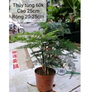 Cây thuỷ tùng (cây măng tây) có 2 size nhỏ và lớn kèm chậu theo phân loại