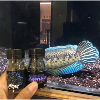 Cám Catik-Dorpol Nữ Hoàng | Hỗ Trợ Kì Cao - Màu | Thức Ăn Cá Lóc Nữ Hoàng