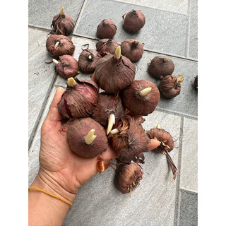 10 củ giống hoa lay ơn nhiều màu