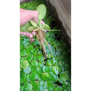 5 Khóm Bèo Nhật 🥰🪴