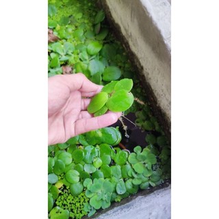 1 khóm bèo nhật 🥰🪴
