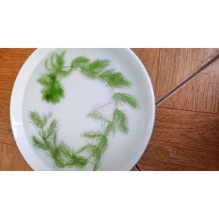 Thủy cúc thảo 🪴🥰 1 phần 5 nhánh ☘️