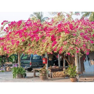 Cây 🌲 Hoa giấy Câm Thạch Cam ( hot)