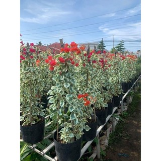 Cây 🌲 Hoa giấy Câm Thạch Cam ( hot)