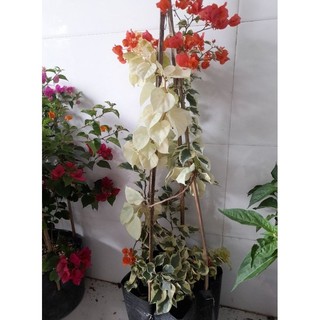 Cây 🌲 Hoa giấy Câm Thạch Cam ( hot)