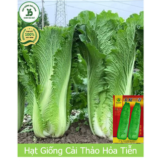Hạt giống cải thảo hỏa tiễn nhập khẩu nguyên bao bì