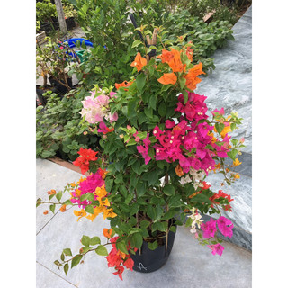 Cây hoa giấy ghép Thái ngũ sắc màu cây cao 60-70cm đang hoa.