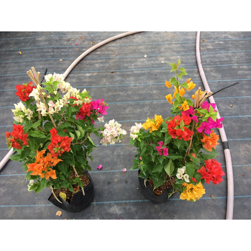 Cây hoa giấy ghép Thái ngũ sắc màu  cây cao 60-70cm đang hoa.