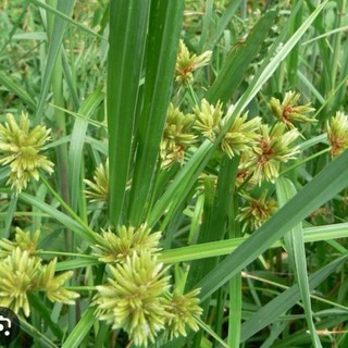 Cây hương phụ tươi 1kg