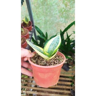 Cây con lưỡi mèo vàng.
