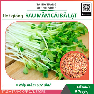 Hạt giống rau mầm cải xanh Đà Lạt
