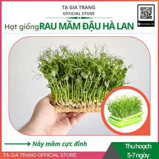 Hạt giống rau mầm đậu Hà Lan