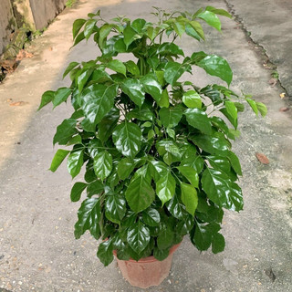 Cây hạnh phúc (ảnh thật)