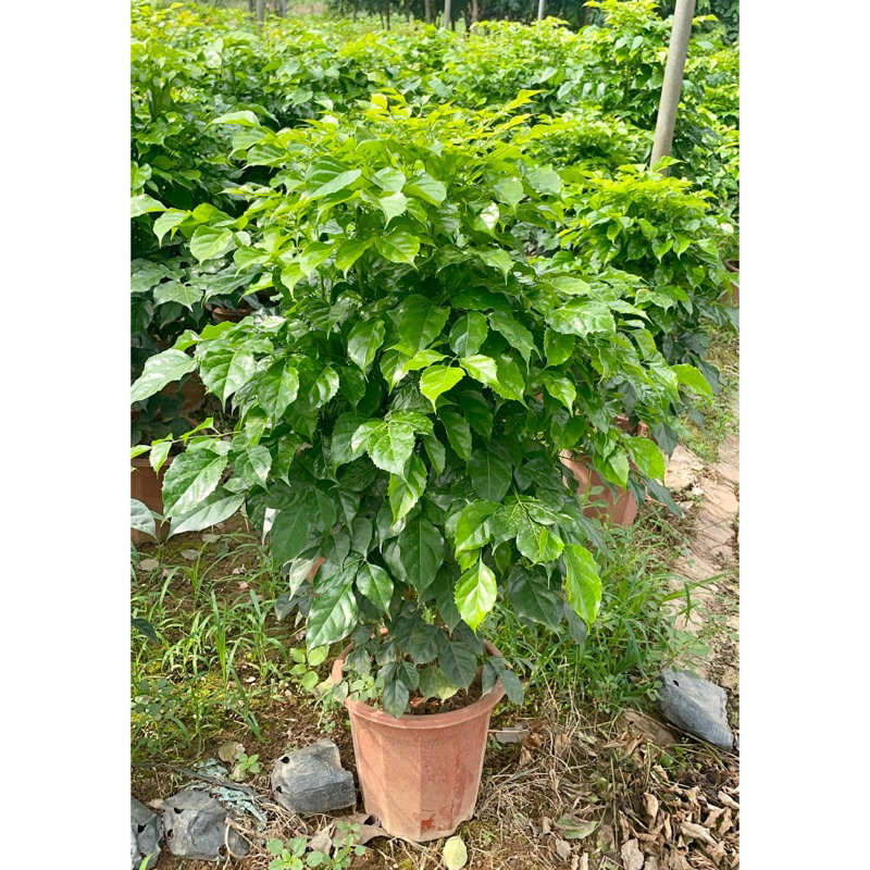 Cây hạnh phúc (ảnh thật)