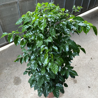 Cây hạnh phúc (ảnh thật)