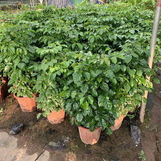 Cây hạnh phúc (ảnh thật)