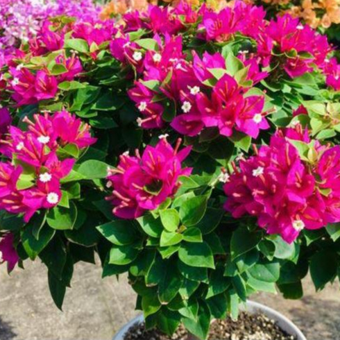 Siêu tạo nụ, kích hoa, dưỡng nụ mai vàng