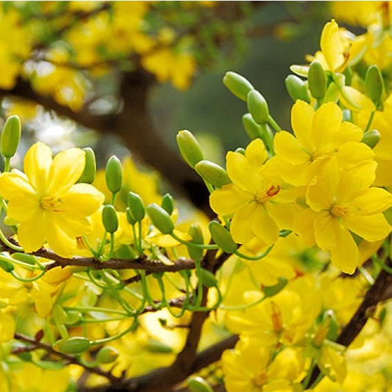 Siêu tạo nụ, kích hoa, dưỡng nụ mai vàng