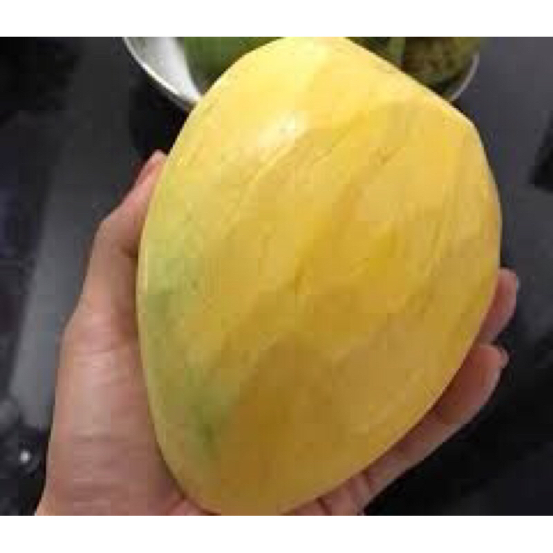 Xoài tứ quý cho quả quanh năm quả ngọt