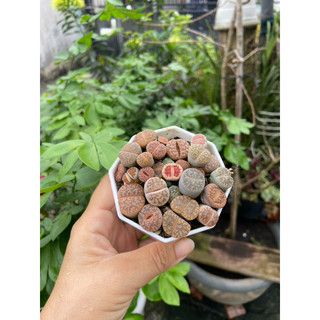 Sen lithops