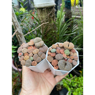 Sen lithops
