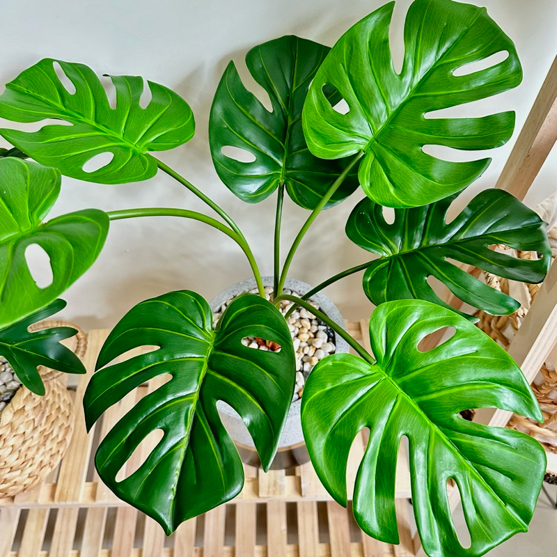 (Cây kèm chậu như video) Cây MONSTERA - TRẦU BÀ giả (Trầu bà lá xẻ, Trầu bà cánh phượng)