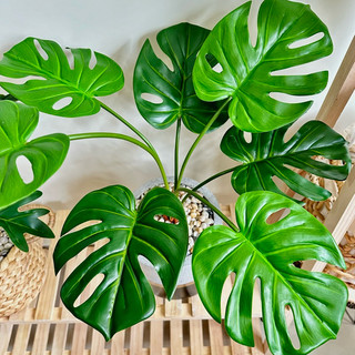 Cây monstera - trầu bà giả