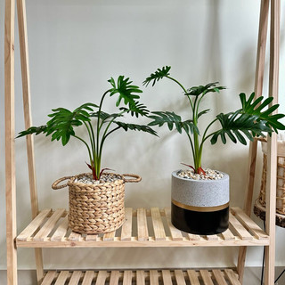 (Cây kèm chậu như video) Cây MONSTERA - TRẦU BÀ giả (Trầu bà lá xẻ, Trầu bà cánh phượng)