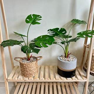 (Cây kèm chậu như video) Cây MONSTERA - TRẦU BÀ giả (Trầu bà lá xẻ, Trầu bà cánh phượng)