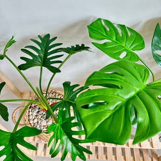 (Cây kèm chậu như video) Cây MONSTERA - TRẦU BÀ giả (Trầu bà lá xẻ, Trầu bà cánh phượng)