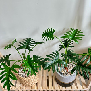 (Cây kèm chậu như video) Cây MONSTERA - TRẦU BÀ giả (Trầu bà lá xẻ, Trầu bà cánh phượng)