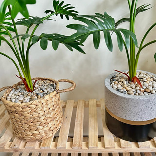 (Cây kèm chậu như video) Cây MONSTERA - TRẦU BÀ giả (Trầu bà lá xẻ, Trầu bà cánh phượng)