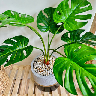(Cây kèm chậu như video) Cây MONSTERA - TRẦU BÀ giả (Trầu bà lá xẻ, Trầu bà cánh phượng)