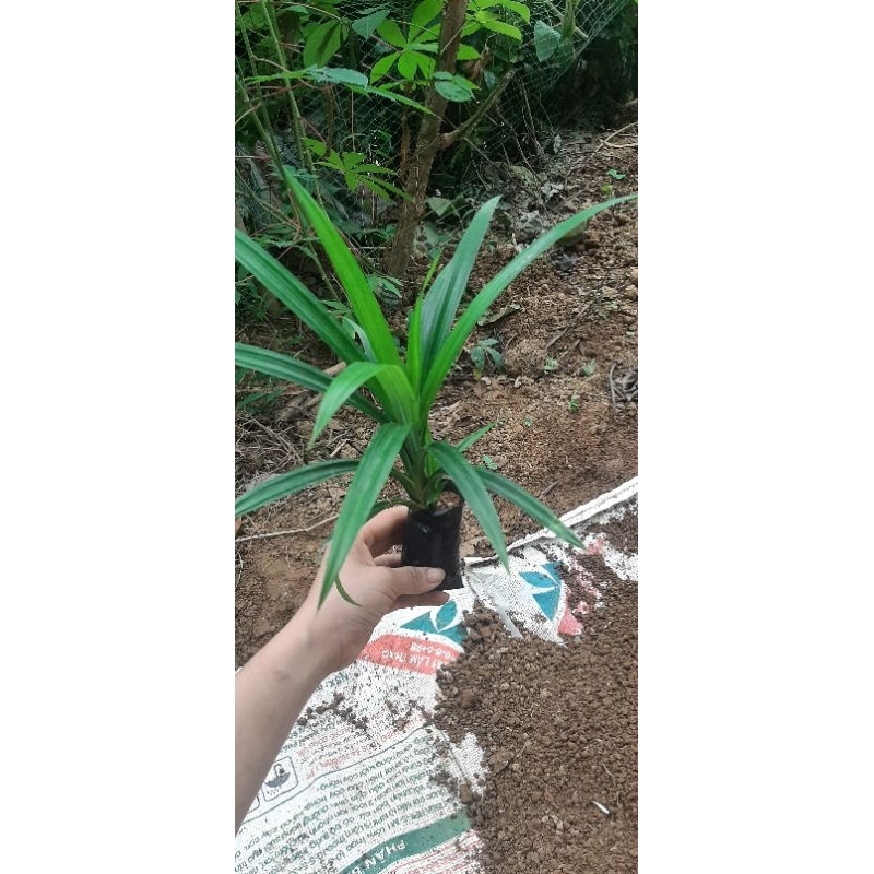 Cây lá dứa thơm