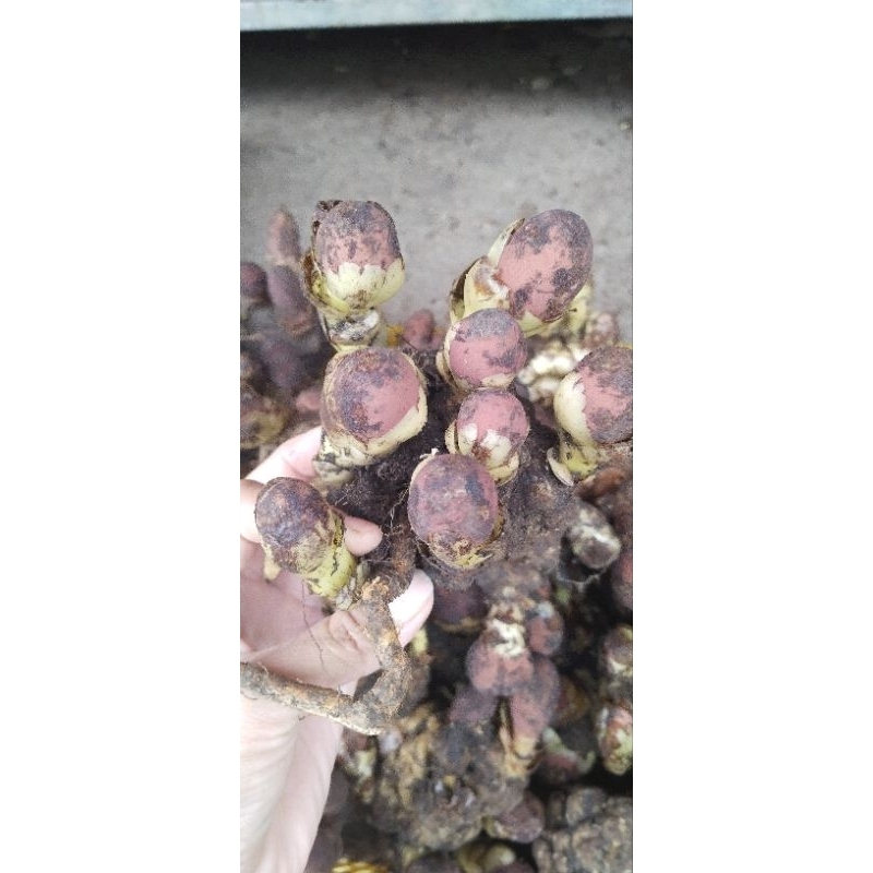 1kg nấm ngọc cẩu tươi