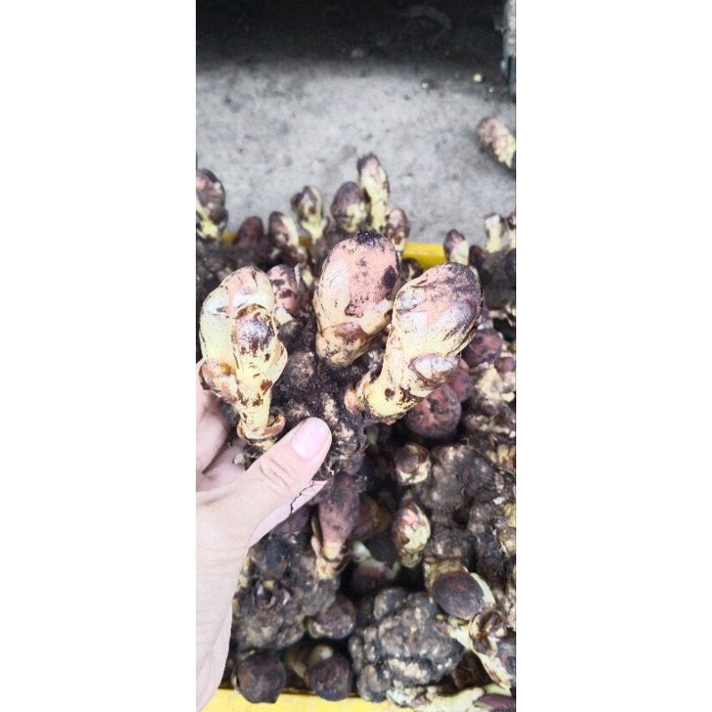 1kg nấm ngọc cẩu tươi