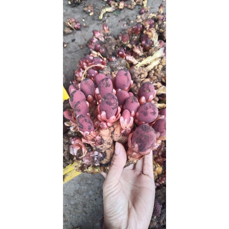 1kg nấm ngọc cẩu tươi