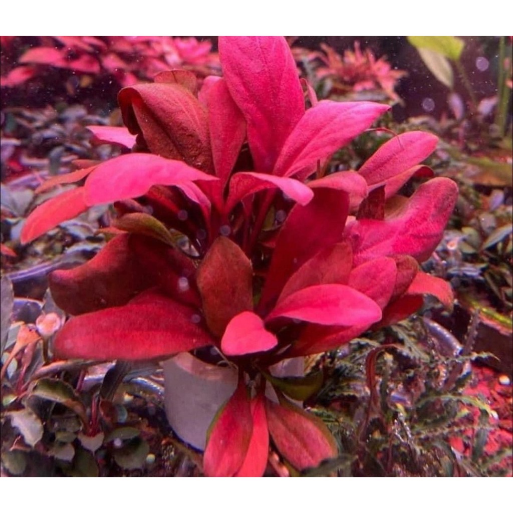 CÂY CẢI ĐỎ LÁ NƯỚC