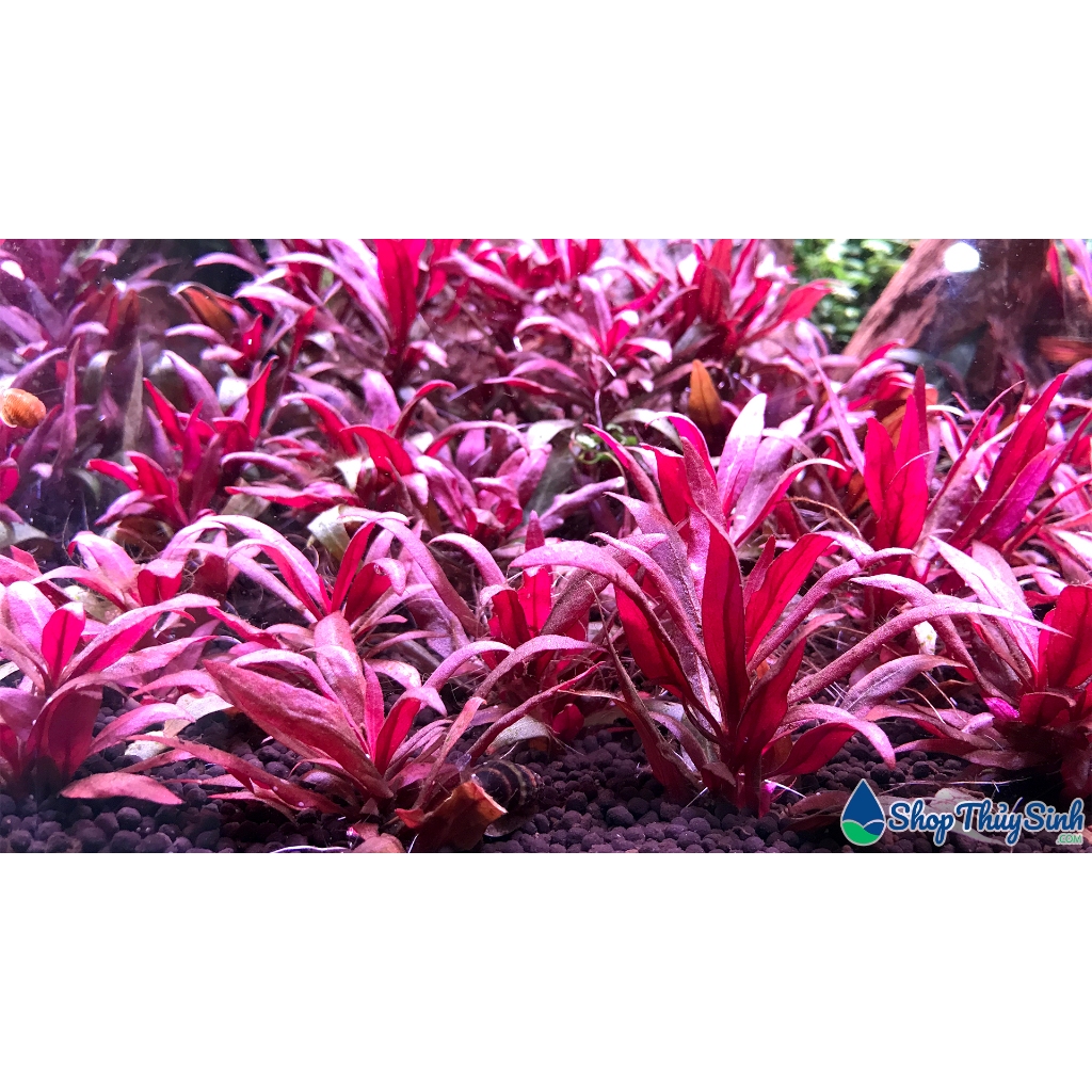 CÂY CẢI ĐỎ LÁ NƯỚC