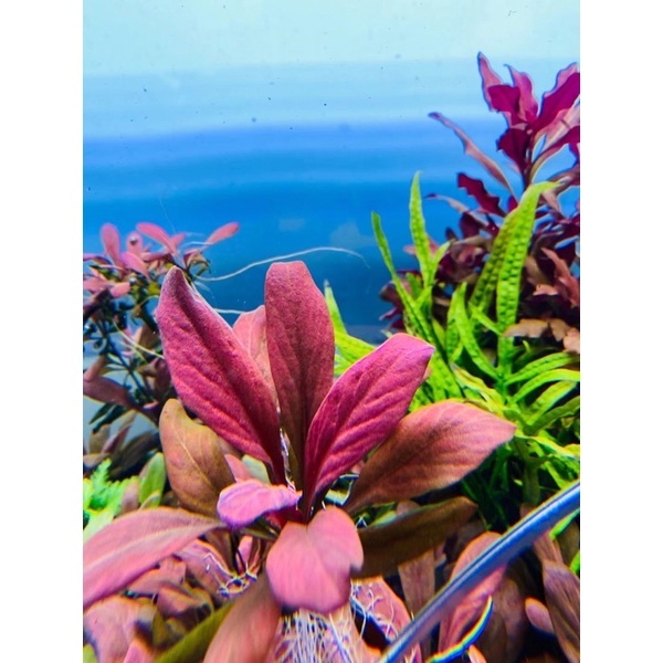 CÂY CẢI ĐỎ LÁ NƯỚC