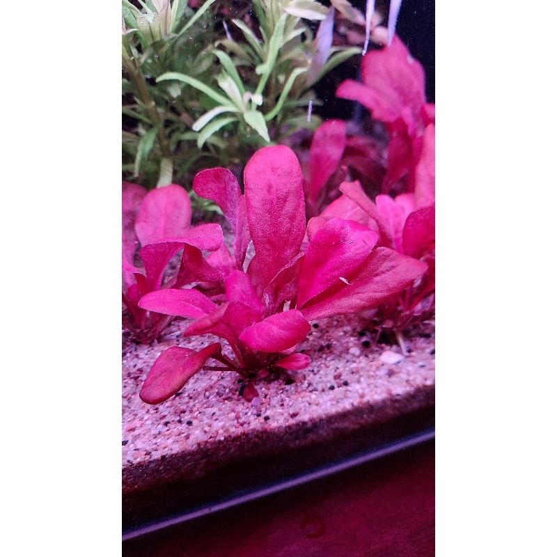 CÂY CẢI ĐỎ LÁ NƯỚC